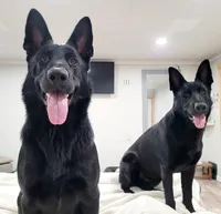 Hazel, a female German Shepherd Dog for sale in Lexington, KY – Photo 10 of 10