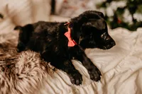 Hazel, a female German Shepherd Dog for sale in Lexington, KY – Photo 8 of 10