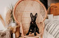 Hazel, a female German Shepherd Dog for sale in Lexington, KY – Photo 1 of 10