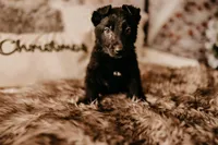 Hazel, a female German Shepherd Dog for sale in Lexington, KY – Photo 6 of 10