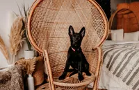 Hazel, a female German Shepherd Dog for sale in Lexington, KY – Photo 2 of 10