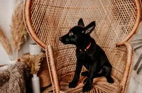 Hazel, a female German Shepherd Dog for sale in Lexington, KY – Photo 3 of 10