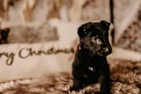 Hazel, a female German Shepherd Dog for sale in Lexington, KY – Photo 9 of 10