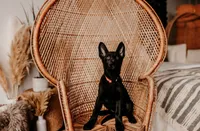 Hazel, a female German Shepherd Dog for sale in Lexington, KY – Photo 5 of 10