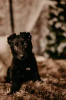 Hazel, a female German Shepherd Dog for sale in Lexington, KY – Photo 7 of 10