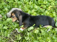 Handsome Dan , a male Basset Hound for sale in Lexington, KY – 4 of 10