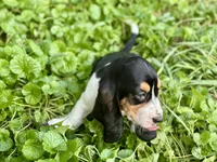 Daisy, a female Basset Hound for sale in Lexington, KY – 7 of 10