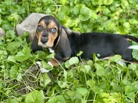 Handsome Dan , a male Basset Hound for sale in Lexington, KY – 8 of 10