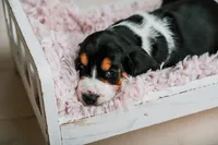 Daisy, a female Basset Hound for sale in Lexington, KY – 4 of 10
