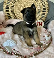 JASMINE, a female German Shepherd Dog for sale in Lexington, KY – Photo 9 of 9