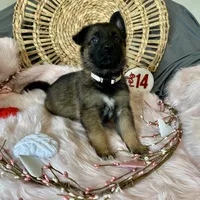 JASMINE, a female German Shepherd Dog for sale in Lexington, KY – Photo 8 of 9