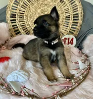 JASMINE, a female German Shepherd Dog for sale in Lexington, KY – Photo 5 of 9