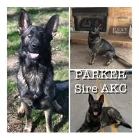 JASMINE, a female German Shepherd Dog for sale in Lexington, KY – Photo 3 of 9