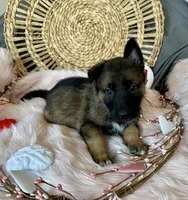 JASMINE, a female German Shepherd Dog for sale in Lexington, KY – Photo 6 of 9