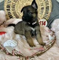 JASMINE, a female German Shepherd Dog for sale in Lexington, KY – Photo 2 of 9