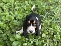 Daisy, a female Basset Hound for sale in Lexington, KY – 9 of 10