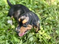 Avery, a male Basset Hound for sale in Lexington, KY – 3 of 10