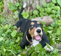 Avery, a male Basset Hound for sale in Lexington, KY – 5 of 10