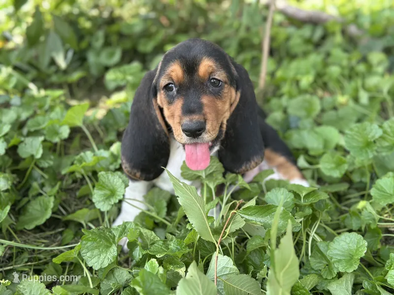 Kimmie – Basset Hound puppy for sale in Lexington, KY