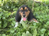 Kimmie, a female Basset Hound for sale in Lexington, KY – 1 of 10