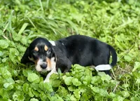 Speck , a male Basset Hound for sale in Lexington, KY – 4 of 10