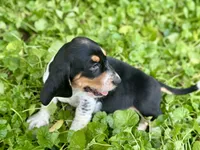 Speck , a male Basset Hound for sale in Lexington, KY – 10 of 10
