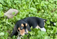 Avery, a male Basset Hound for sale in Lexington, KY – 7 of 10