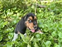 Kimmie, a female Basset Hound for sale in Lexington, KY – 2 of 10