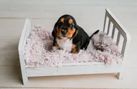 Kimmie, a female Basset Hound for sale in Lexington, KY – 10 of 10