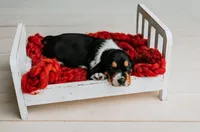 Speck , a male Basset Hound for sale in Lexington, KY – 9 of 10