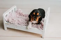 Kimmie, a female Basset Hound for sale in Lexington, KY – 9 of 10