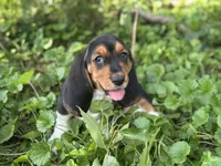 Kimmie, a female Basset Hound for sale in Lexington, KY – 3 of 10