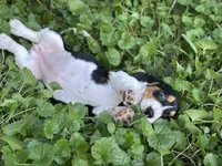 Daisy, a female Basset Hound for sale in Lexington, KY – 6 of 10