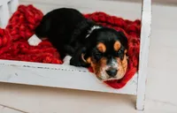 Avery, a male Basset Hound for sale in Lexington, KY – 10 of 10