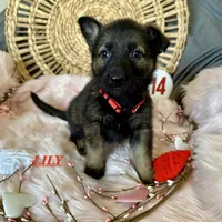 LILY, a female German Shepherd Dog for sale in Lexington, KY – Photo 7 of 9