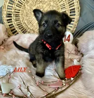 LILY, a female German Shepherd Dog for sale in Lexington, KY – Photo 7 of 9