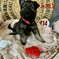 LILY, a female German Shepherd Dog for sale in Lexington, KY – Photo 5 of 9