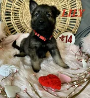 LILY, a female German Shepherd Dog for sale in Lexington, KY – Photo 5 of 9