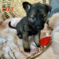 LILY, a female German Shepherd Dog for sale in Lexington, KY – Photo 4 of 9