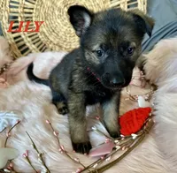 LILY, a female German Shepherd Dog for sale in Lexington, KY – Photo 4 of 9