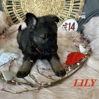 LILY, a female German Shepherd Dog for sale in Lexington, KY – Photo 1 of 9