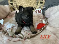 LILY, a female German Shepherd Dog for sale in Lexington, KY – Photo 1 of 9