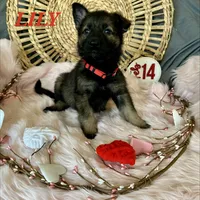 LILY, a female German Shepherd Dog for sale in Lexington, KY – Photo 2 of 9