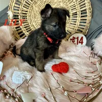 LILY, a female German Shepherd Dog for sale in Lexington, KY – Photo 6 of 9