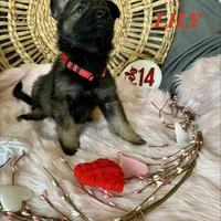 LILY, a female German Shepherd Dog for sale in Lexington, KY – Photo 3 of 9