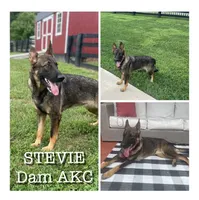 LILY, a female German Shepherd Dog for sale in Lexington, KY – Photo 8 of 9