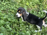 Daisy, a female Basset Hound for sale in Lexington, KY – 2 of 10