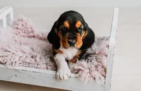 Kimmie, a female Basset Hound for sale in Lexington, KY – 5 of 10