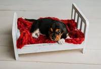 Handsome Dan , a male Basset Hound for sale in Lexington, KY – 6 of 10