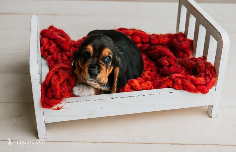 Handsome Dan  – Basset Hound puppy for sale in Lexington, KY